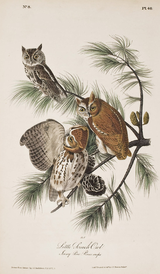 Little Screech Owl